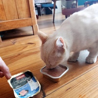 photo de livraison pour Ecole du Chat Libre de Port-Vendres