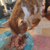 photo de livraison pour Ailes de Mitzie