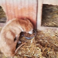 photo de livraison pour Sammelstelle für Tiere in Not e.V.