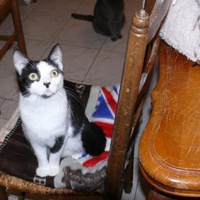 photo de livraison pour Boule de Poils