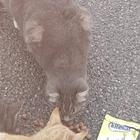 photo de livraison pour Les chats Port-Saint-Louisiens