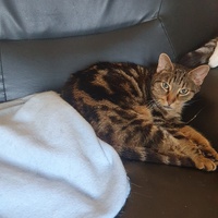 photo de livraison pour Animalove