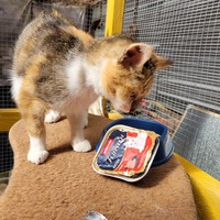 photo de livraison pour L'Amour des Chats 52