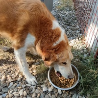 photo de livraison pour Civic Initiative Kane Korzo Skopje