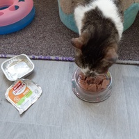 photo de livraison pour Les Chats de la Rue