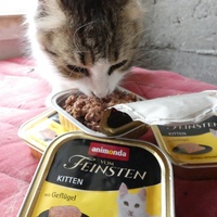 photo de livraison pour Jardin des Chats