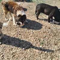 photo de livraison pour Happy Shelter Skopje