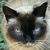 photo animal
