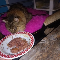 photo de livraison pour Protect Cat
