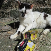photo de livraison pour Jardin des Chats