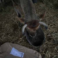 photo de livraison pour Espoir au Galop
