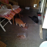 photo de livraison pour L'Assist'Aux Chats