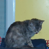 photo de livraison pour Pour l'Amour des Chats