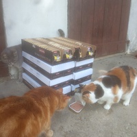 photo de livraison pour Ecole du Chat Libre de Caillerot