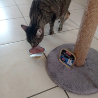 photo de livraison pour Les Chats de Condom 32