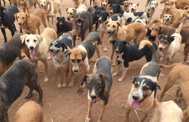 Sos Pour 750 Chiens Au Maroc Le Coeur Sur La Patte