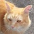 photo animal