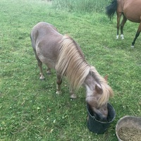 photo de livraison pour Espoir au Galop