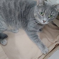 photo de livraison pour Chat Ami pour la Vie