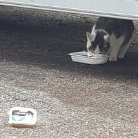photo de livraison pour La Vraie Magie des Chats