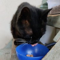 photo de livraison pour Les Fées AnimO