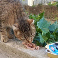 photo de livraison pour Cat Miaou