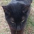 photo animal