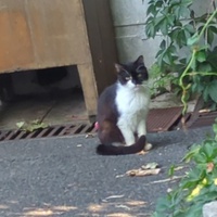 photo de livraison pour Les Pattounes de Théo