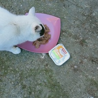 photo de livraison pour Les chats libres de Caro