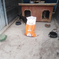 photo de livraison pour Friends for second hand paws vzw