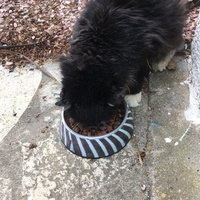 photo de livraison pour Bien vivre avec les Chats Sallélois