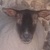 photo animal