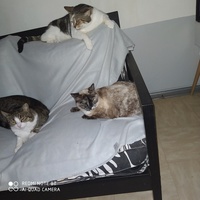 photo de livraison pour Protect Cat