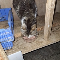 photo de livraison pour Protect Cat