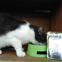 photo de livraison pour Chats errants du val du crenu