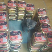 photo de livraison pour Stérilcat 80