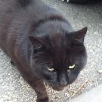 photo de livraison pour Les Chats-Pitresdelavi-Ste