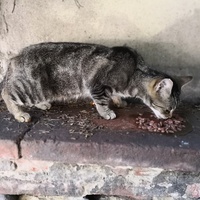 photo de livraison pour Le Resto des Zanimos