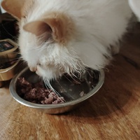 photo de livraison pour Patounes de Chats