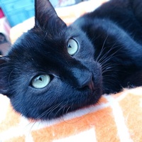 photo de livraison pour Association Des  Chats  De Hyeres
