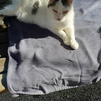 photo de livraison pour Ecole du Chat d’Arbois