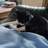 photo de livraison pour Les chats de l'Indifférence