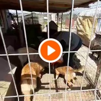 photo de livraison pour Animal Shields Oradea