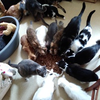 photo de livraison pour Pour l'Amour des Chats