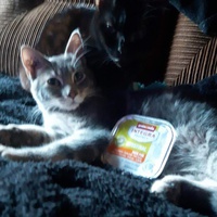 photo de livraison pour Les Chats de la Tour