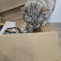 photo de livraison pour Sweety Pets