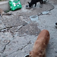photo de livraison pour Beta Zajecar