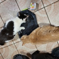 photo de livraison pour Chat de Gout'hier sans Toit
