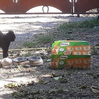 photo de livraison pour Les Chats de la Tour
