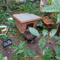 photo de livraison pour Les Chats de la Rue